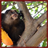 Marmoset Monkeys Wallpaper App icon