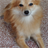 Pomeranian Dogs Wallpaper! icon