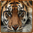 Tiger HD Wallpapers icon