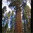 Redwood Trees Wallpaper! icon