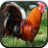 Rooster Sounds for Kids icon