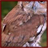 Owls Wallpaper App icon