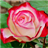 Radiant Roses Live Wallpaper APK Download