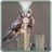 Owl Screen Zipper Lock icon