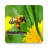 Stunning Bee Wallpapers icon