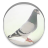 pigeons icon