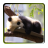 Wallpapers Panda icon