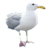Seagull version 1.0