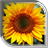 Sunflower Live Wallpaper icon