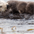 Descargar Sea Otters Wallpaper!