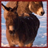 Miniature Donkeys Wallpaper App icon