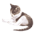 PetMeCat icon