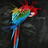 Parrots Wallpapers icon