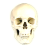 Skull Light icon