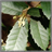 Oak Leaves Wallpaper App icon