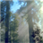 Redwoods Live Wallpaper icon