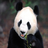 Panda Wallpapers HD APK Download