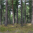 Pine Forest Wallpaper! icon