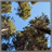 Sequoia natl. park Wallpaper App icon