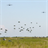 Paratroopers Wallpaper! icon