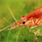 Shrimp Wallpaper icon
