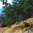 Sequoia Natl. Park Wallpaper! icon