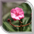 Oleander Live Wallpaper icon
