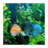 Repples Tropical Fish icon