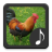 Descargar Rooster Sounds