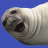 Selfie Seal Light icon
