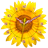Sun Flower Clock icon