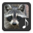 Raccoon Sounds icon