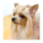 Puppy Dog Photo icon