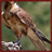 Peregrine Falcons Wallpaper App icon