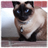 Siamese Cats Wallpaper Images icon