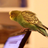 Parrot on Laptop Live Wallpaper icon