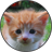 Funny Cat Kitten sounds icon