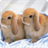 Cute Rabbits live wallpaper icon