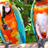 Descargar Colorful Birds Wallpaper!