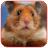 Funny Hamster Videos icon