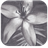 Charcoal Drawing APK Download