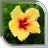 Hibiscus Live Wallpaper icon