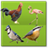 BirdEncyclopedia icon