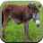 Donkey Sounds for Kids icon