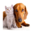 Dog and Cat pictures icon