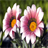 Flower Wallpapers icon