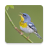 Descargar Birds HD Wallpapers
