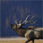 Bull Moose Wallpaper! icon