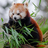 Baby Animals for you icon