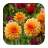 Flower Backgrounds icon